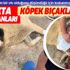 Kuşadası'nda sokak köpeğini bıçakladı!