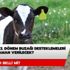 2018 2. dönem buzağı desteklemeleri ne zaman verilecek? Buzağı desteklemesi tarihi belli mi?