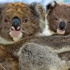Avustralya'da 686 koala öldürüldü