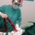 Kaybolan 1 metrelik yılbaşı süsü, köpeğin içinden çıktı Kaybolan 1 metrelik yılbaşı süsü, köpeğin içinden çıktı