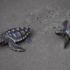 Koronavirüs sessizliği caretta carettalara yaradı Koronavirüs sessizliği caretta carettalara yaradı
