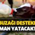 Tarih açıklandı! Buzağı destekleri ne zaman yatacak? 2018 2. dönem buzağı destek ödemeleri ne zaman?