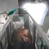 Ebola virüsü spermde iki yıl yaşayabiliyor