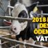 2018 2. dönem buzağı desteklemeleri ne zaman ödenecek? 8 Ocak buzağı destek ödemesi yattı mı?