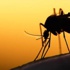 Avrupa’ya Zika virüsü uyarısı