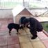 Kaymakam Yalçın, yaralı köpeği sahiplendi