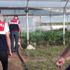 "Organik tarım yapıyoruz" dediler seralardan hint keneviri çıktı