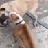 Konya’da köpek dövüştüren 3 kişiye 50 bin lira ceza Konya’da köpek dövüştüren 3 kişiye 50 bin lira ceza