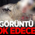 Bu Görüntü Sizi Şok Edecek!