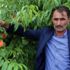 Tokat şeftalisinde hasat başladı