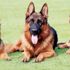 Almanya polis köpeklerine emeklilik hakkı verdi... Maaşları 6 bin lira Almanya polis köpeklerine emeklilik hakkı verdi... Maaşları 6 bin lira