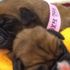 Britanyalı kadın ölen köpeğini klonlattı