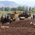 Erzincan'da şaşkına çeviren görüntü! İnekleri tarlada bu halde buldular