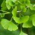 Ginkgo Biloba nedir? Faydaları nelerdir? Ginkgo Biloba nedir? Faydaları nelerdir?