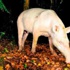 Brezilya'da albino tapir fotoğraflandı Brezilya'da albino tapir fotoğraflandı