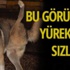 Yürekleri sızlatan görüntü Yürekleri sızlatan görüntü