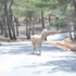 Türkiye'nin ilk safari parkı 23 Nisan'da açılıyor