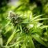 ABD'de Cumhuriyetçiler "Marihuana yasallaşsın" diyor