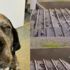 Köpeği öldüresiye döven şüpheli adli kontrolle serbest