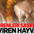 Görenleri şaşkına çeviren hayvan! Görenleri şaşkına çeviren hayvan!