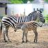Bursa Hayvanat Bahçesi'nde zebra ailesine 3 yeni üye Bursa Hayvanat Bahçesi'nde zebra ailesine 3 yeni üye