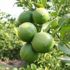 Limonlu suyun faydaları! Limonlu suyun faydaları nelerdir?