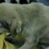 2 yaralı köpek tedavi için İstanbul'a götürüldü 2 yaralı köpek tedavi için İstanbul'a götürüldü