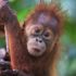 Yavru orangutanı kaçırmaya çalışan Rus tutuklandı