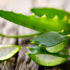 Aloe Vera Bitkisinin Sağlığa Faydaları Nelerdir? Aloe Vera Çiçeğinin Bakımı Nasıl Yapılır?