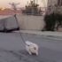 Karantinayı bozmamak için köpeğini drone ile gezdirdi