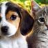 Bakan Pakdemirli: Petshop’larda artık kedi ve köpek satılmayacak Bakan Pakdemirli: Petshop’larda artık kedi ve köpek satılmayacak