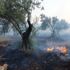 Antalya'da zeytinlik yangını