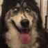 Gözleri tuhaf diye barınağa bırakılan köpeğe 150 talip Gözleri tuhaf diye barınağa bırakılan köpeğe 150 talip