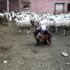 Koyun otlatırken Sağlık Bakanı na şiir yazdı