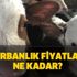 Kurbanlık fiyatları kaç TL? BİM, A101, Migros, Carrefoursa kurbanlık fiyatları belli oldu mu? Kurbanlık fiyatları kaç TL? BİM, A101, Migros, Carrefoursa kurbanlık fiyatları belli oldu mu?
