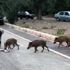 Marmarisliler şehre inen domuzlardan tedirgin