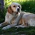 Sahibini 5 gündür hastane önünde bekleyen köpek kayıp Sahibini 5 gündür hastane önünde bekleyen köpek kayıp