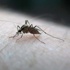 Amerika kıtası için 'Zika virüsü' uyarısı