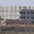 IŞİD militanları Türkiye sınırını gözetledi IŞİD militanları Türkiye sınırını gözetledi