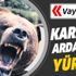 Vay arkadaş! Boz ayı bin 33 kilometre yürüyerek Ardanuç’a gitti