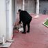 ANTALYA Sokak kedileri için dükkanını kapatmıyor