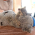 Yavru koala ameliyat olan annesini bırakmadı