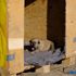 Kulübesi yakılan köpek ve yavrusuna yeni yuva Kulübesi yakılan köpek ve yavrusuna yeni yuva