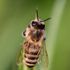 Kastamonu'nda arı tarafından sokulan adam kaldırıldığı hastanede öldü