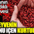 Goji berry meyvesinin suyunu içen kurtuluyor Goji berry meyvesinin suyunu içen kurtuluyor
