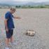 Alanya'da caretta caretta katliamı iddiası