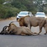 Aslanlar trafikte antilop parçaladı