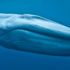 Mavi Balina Nedir? | Whale Blue görevleri nelerdir? (Mavi Balina cezası ne) Mavi Balina Nedir? | Whale Blue görevleri nelerdir? (Mavi Balina cezası ne)