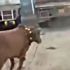 Hindistan'da kaçan ineği yakalama çalışması Hindistan'da kaçan ineği yakalama çalışması