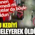 ﻿Seni kimseler sevmedi mi? Yavru kediyi tekmeleyerek öldürdü